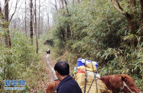 （晚报）陕西佛坪野生大熊猫偶遇村民不惊慌