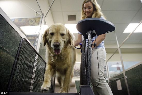 肥胖宠物开心减肥：美国兴起宠物减肥夏令营（图）