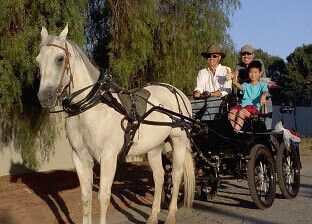 美华人拥私人动物园驾马车待友拉风又另类（图）